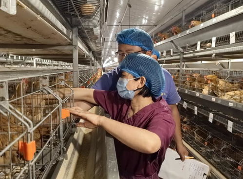 安徽省三八红旗手标兵 最美科技工作者陈兴勇 在家禽种业和健康养殖科研领域攻坚克难